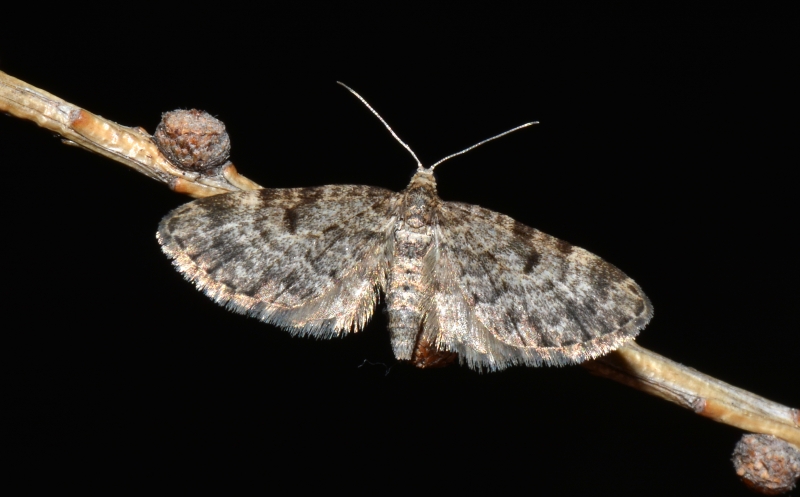 Eupithecia tantillaria ?   S !